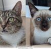 How One Rescued Mom and Her 1 Surviving Kitten Thrive in 2026