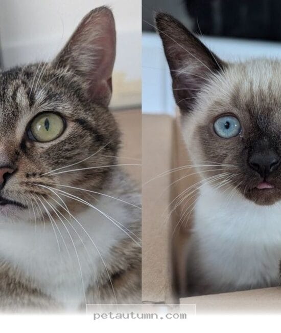 How One Rescued Mom and Her 1 Surviving Kitten Thrive in 2026