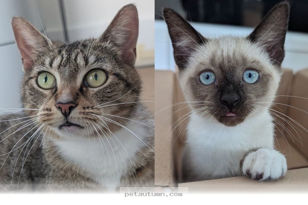 How One Rescued Mom and Her 1 Surviving Kitten Thrive in 2026