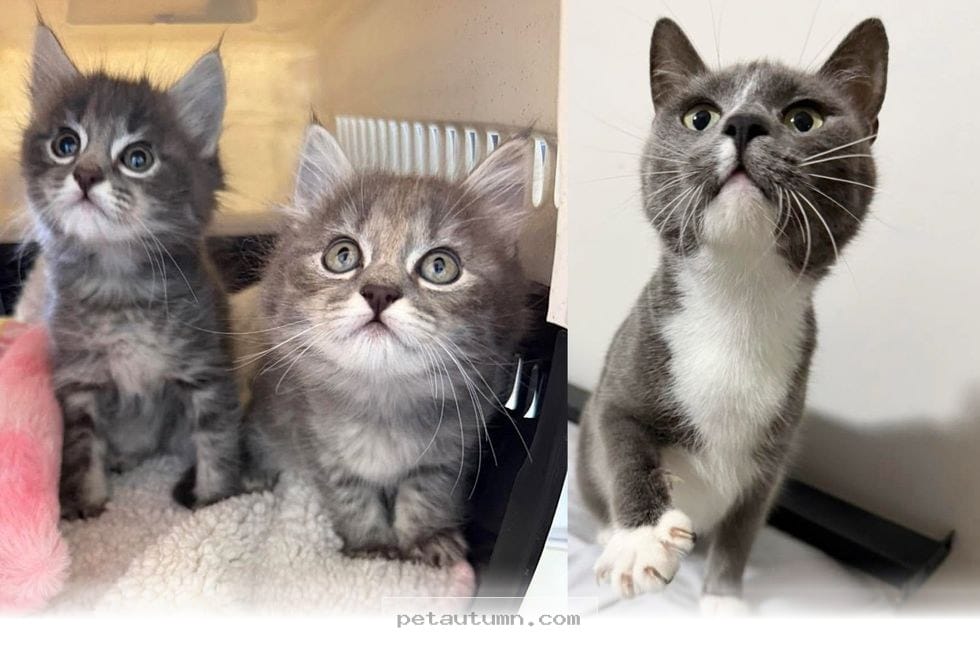 How Rescuing 1 Pregnant Cat in 2026 Helped Save 3 Brave Little Lives