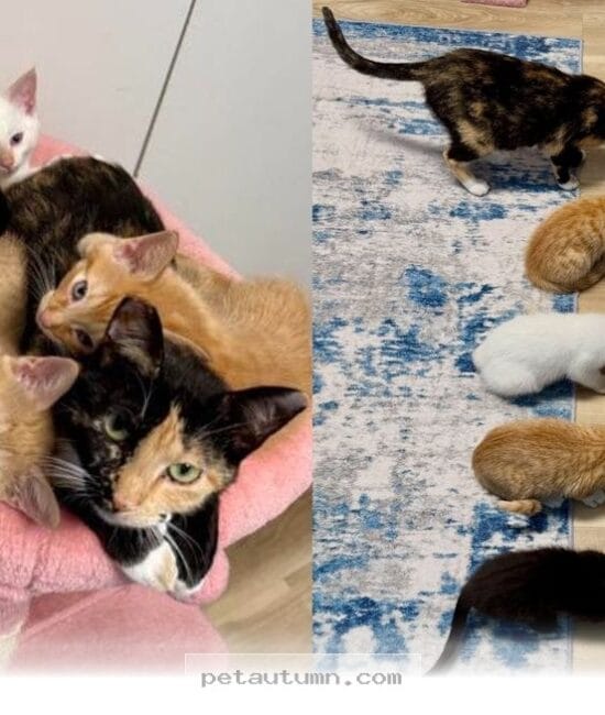 How This Brave Mom Cat Raised 5 Kittens and Found Her 2026 Forever Home