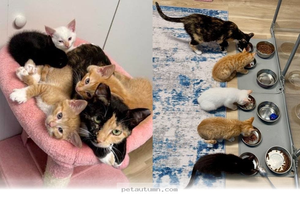 How This Brave Mom Cat Raised 5 Kittens and Found Her 2026 Forever Home