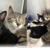 How This Loving Mom Cat and Her Kitten Found Their 2026 Forever Home