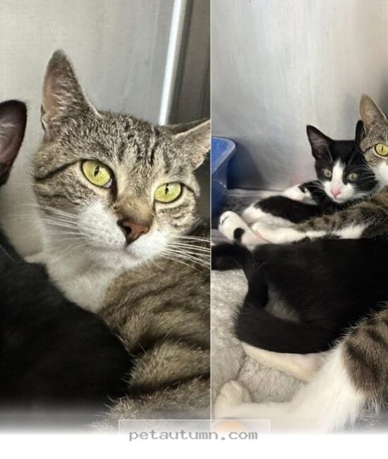 How This Loving Mom Cat and Her Kitten Found Their 2026 Forever Home