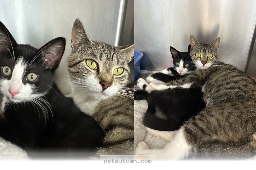 How This Loving Mom Cat and Her Kitten Found Their 2026 Forever Home