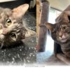 How This Sweet Cat Waited 2 Years to Find Her Forever Home in 2026