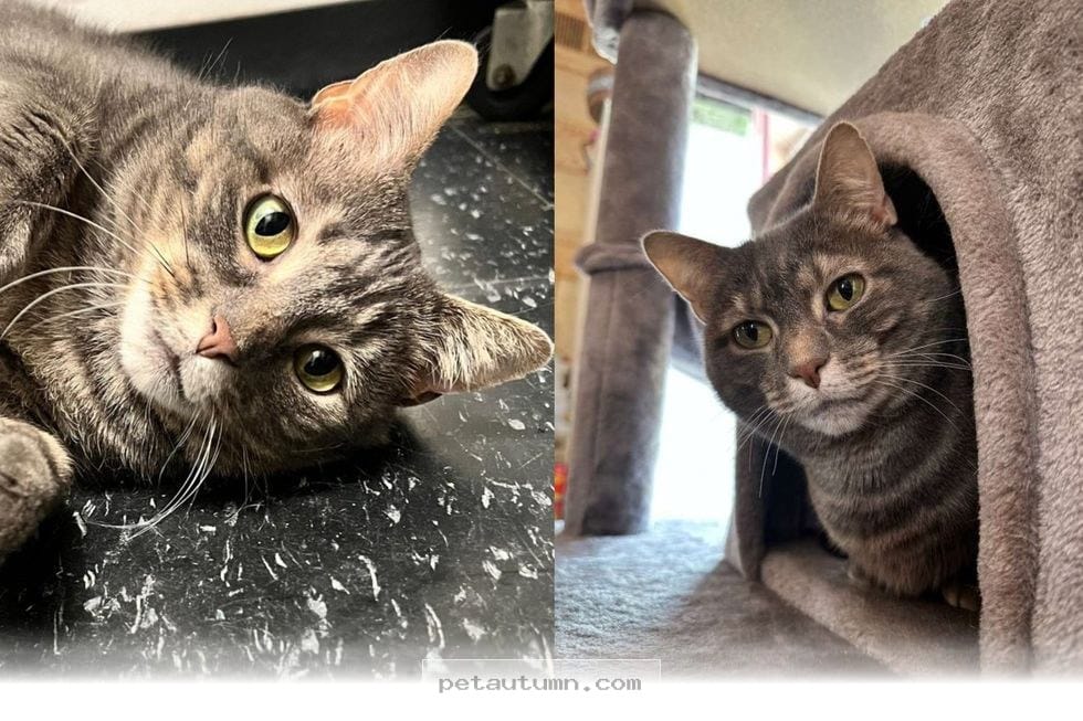 How This Sweet Cat Waited 2 Years to Find Her Forever Home in 2026