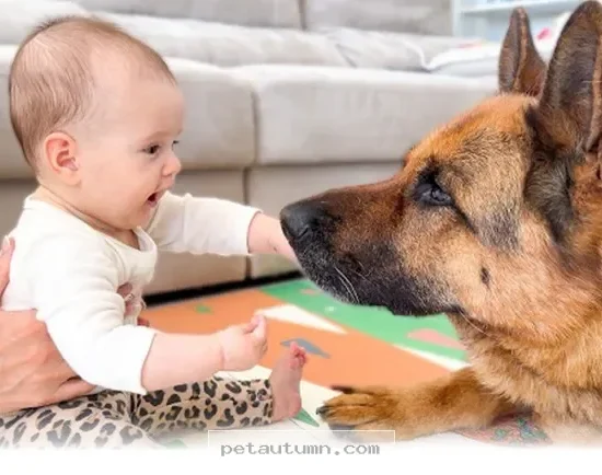 How to Choose the Perfect 4 Legged Companion for Your Child in 2026