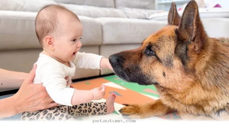 How to Choose the Perfect 4 Legged Companion for Your Child in 2026