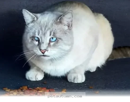 How to Help Your Rescue Cat Feel Safe and Loved at Home in 2026