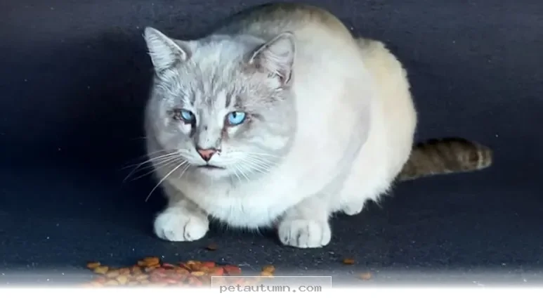 How to Help Your Rescue Cat Feel Safe and Loved at Home in 2026