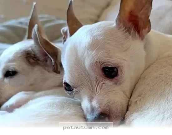 How to Help Your Senior Dog Find a Happy New Home in 2026