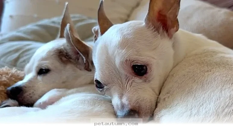 How to Help Your Senior Dog Find a Happy New Home in 2026