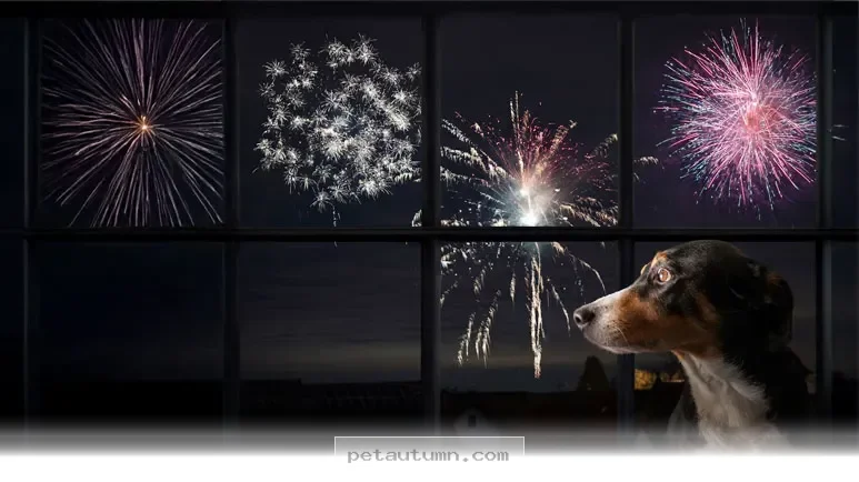 How to Keep Your Dog Calm During Fireworks and Storms in 2026