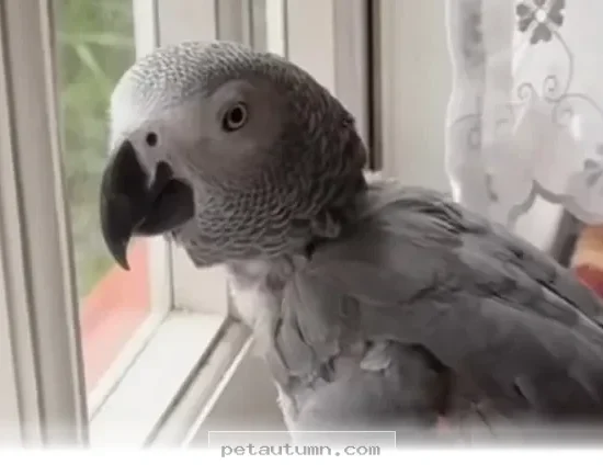 How to Understand Your Chatty Pet Bird Behaviors in 2026 Guide