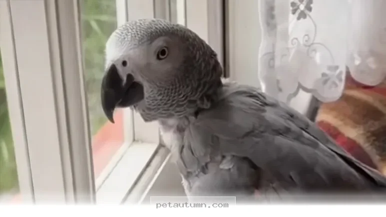 How to Understand Your Chatty Pet Bird Behaviors in 2026 Guide
