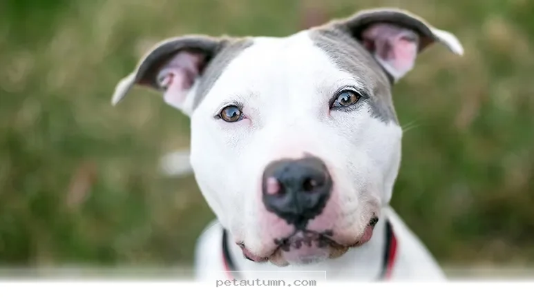 How Your Dog Releases Oxytocin During Bonding Time in 2026