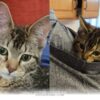 Inspiring 2026 Journey of a Determined Kitten Overcoming Her Hurdles