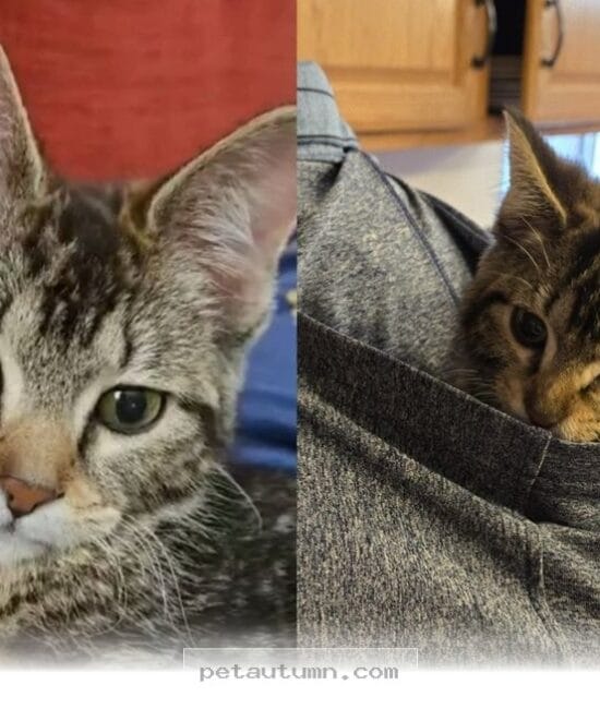 Inspiring 2026 Journey of a Determined Kitten Overcoming Her Hurdles