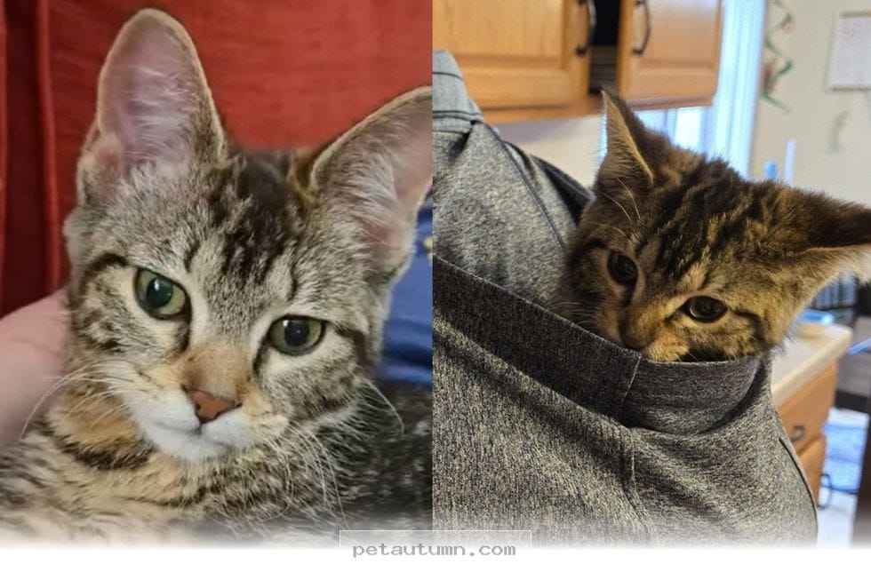 Inspiring 2026 Journey of a Determined Kitten Overcoming Her Hurdles