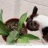 Keep Your Pets Safe With These 5 Houseplants To Skip In 2026