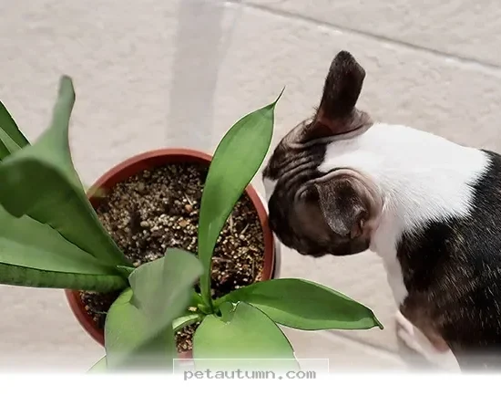 Keep Your Pets Safe With These 5 Houseplants To Skip In 2026