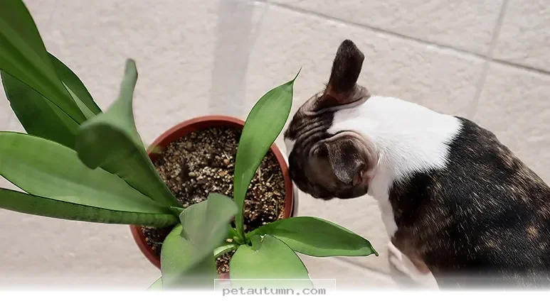 Keep Your Pets Safe With These 5 Houseplants To Skip In 2026