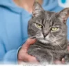 Proven Ways to Improve Your Cat’s Behavior Gently in 2026