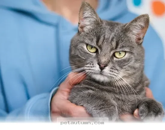 Proven Ways to Improve Your Cat’s Behavior Gently in 2026