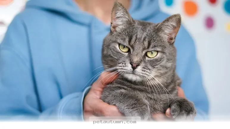 Proven Ways to Improve Your Cat’s Behavior Gently in 2026
