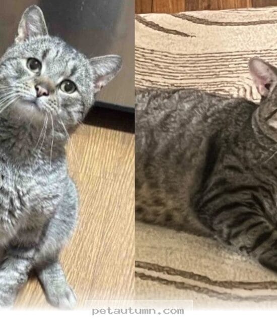Rescued 2026 Shop Cat Finally Finds His Forever Home and Happiness