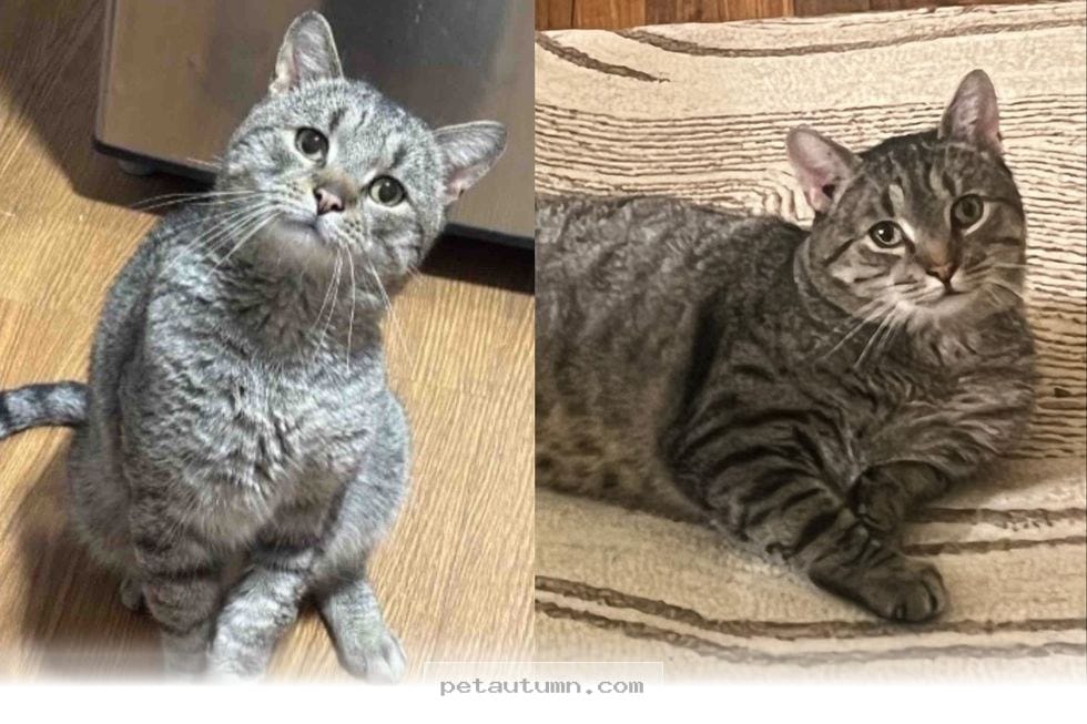 Rescued 2026 Shop Cat Finally Finds His Forever Home and Happiness