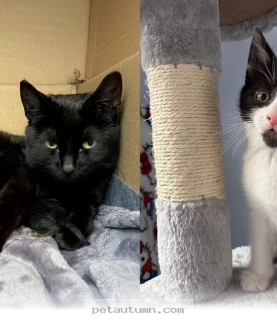 Rescued Mama Cat Gives Birth to 4 Healthy Kittens in Her 2026 Home