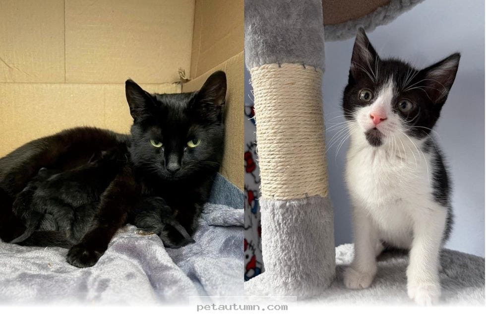 Rescued Mama Cat Gives Birth to 4 Healthy Kittens in Her 2026 Home