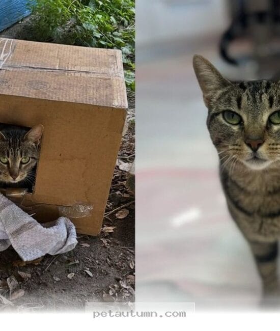 Rescuing a 1 Chained Cat Who Found Her Happy 2026 Home Full of Love