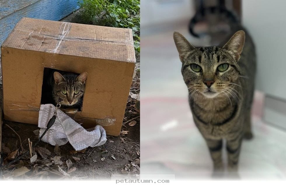 Rescuing a 1 Chained Cat Who Found Her Happy 2026 Home Full of Love