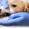 Signs Your Dog Is Quietly Dealing With Chronic Pain in 2026