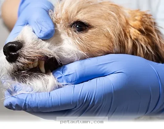 Signs Your Dog Is Quietly Dealing With Chronic Pain in 2026