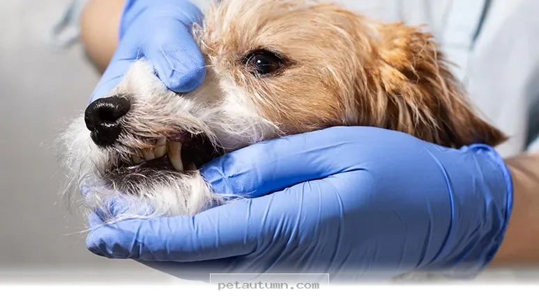 Signs Your Dog Is Quietly Dealing With Chronic Pain in 2026