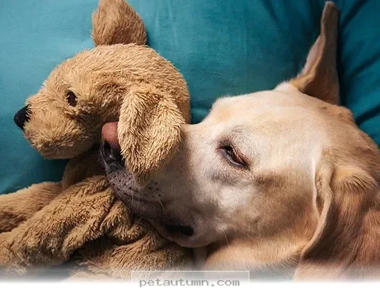 Simple Ways to Boost Your Dog's Daily Happiness in 2026