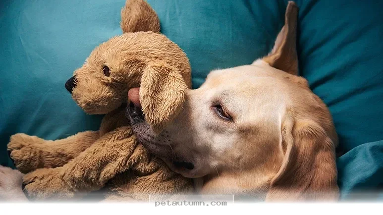 Simple Ways to Boost Your Dog's Daily Happiness in 2026