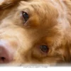 Simple Ways to Keep Your Pet Active and Happy Throughout 2026