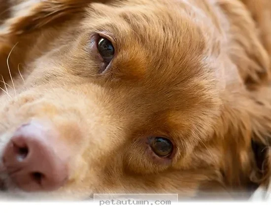 Simple Ways to Keep Your Pet Active and Happy Throughout 2026