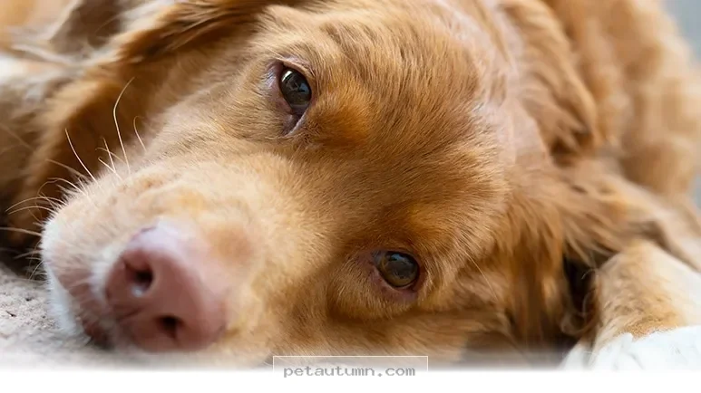 Simple Ways to Keep Your Pet Active and Happy Throughout 2026