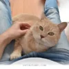 Simple Ways to Make Your Cat Feel Extra Loved During 2026