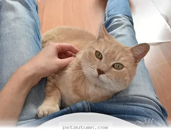 Simple Ways to Make Your Cat Feel Extra Loved During 2026