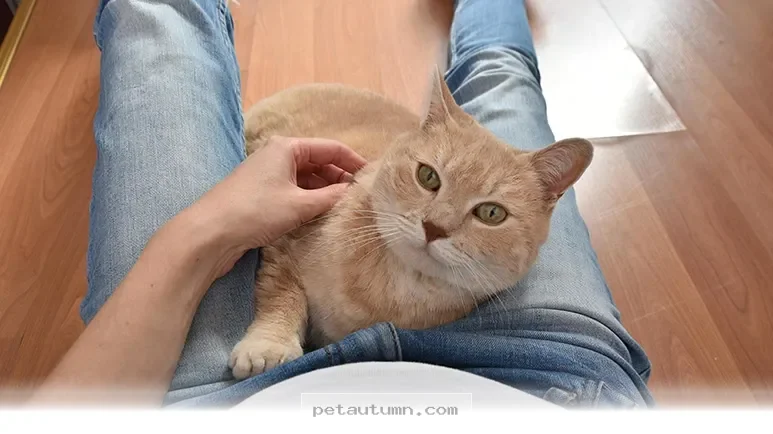 Simple Ways to Make Your Cat Feel Extra Loved During 2026