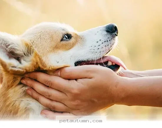 Simple Ways to Talk to Your Dog for Better Bonding in 2026