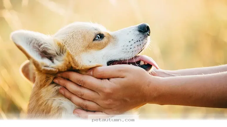 Simple Ways to Talk to Your Dog for Better Bonding in 2026