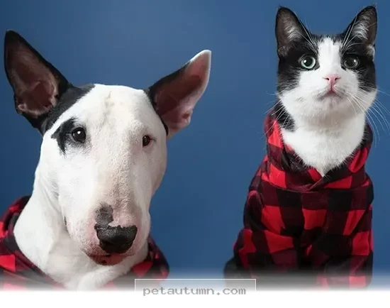 Support 500 Military Pet Families With Essential Needs During 2026